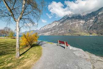 2025, Bänkli, Baum, Berge, Birke, Forsythien, Forsythienbaum, Frühling, Gelb, Landschaft und Natur, Osterbaum, Rotes Bänkli, See, Sitzbank, spazieren, Walensee, Wasser, Weg, Wolken