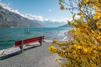 2025, Ausblick, Aussicht, Bänkli, Berge, Forsythien, Forsythienbaum, Frühling, Gelb, Landschaft und Natur, Osterbaum, Rotes Bänkli, See, Sitzbank, Springturm, Steine, Ufer, Walensee, Wasser, Wellen, Wolken